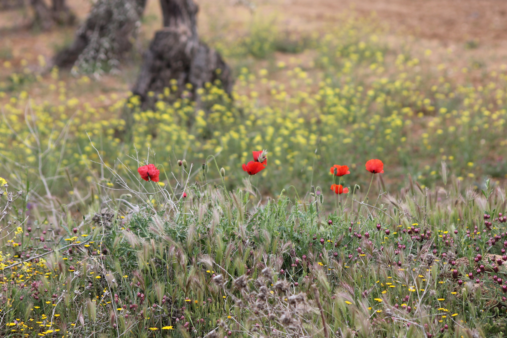 Blumenwiese