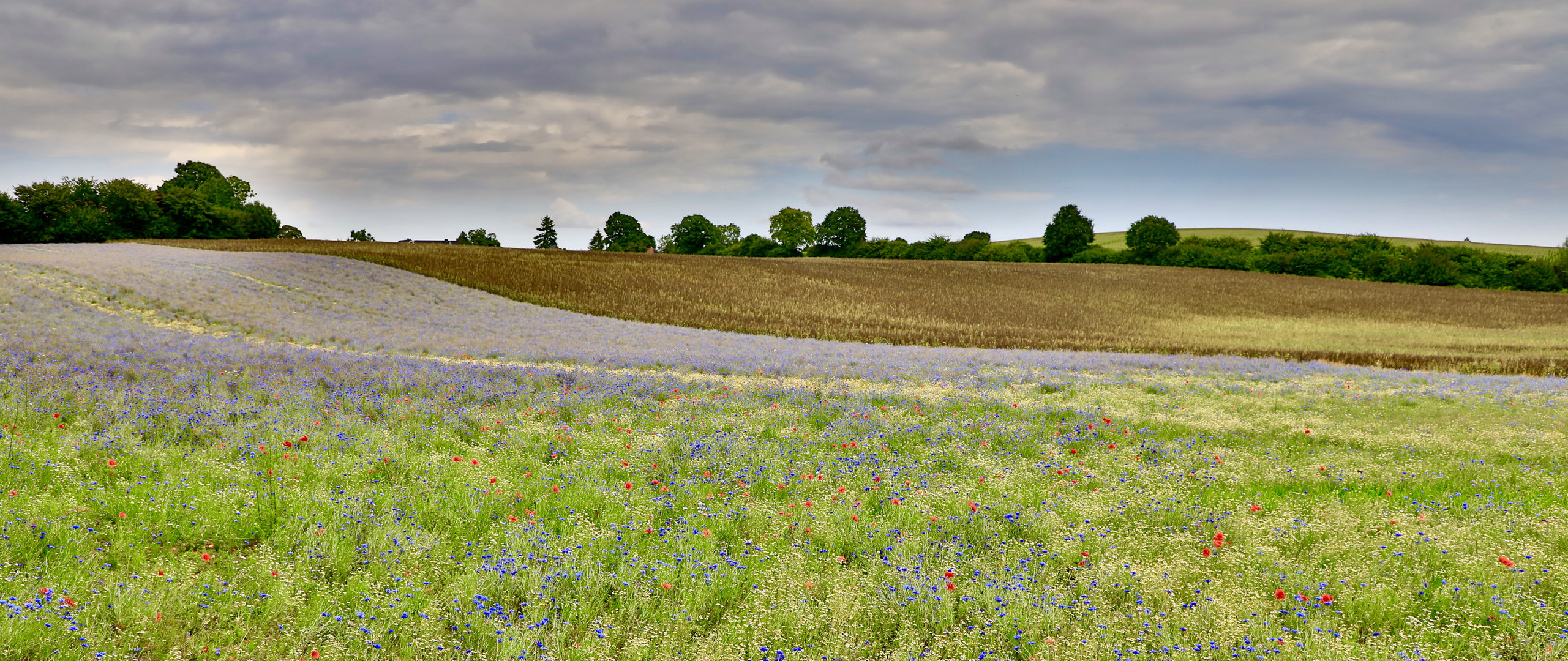 Blumenwiese