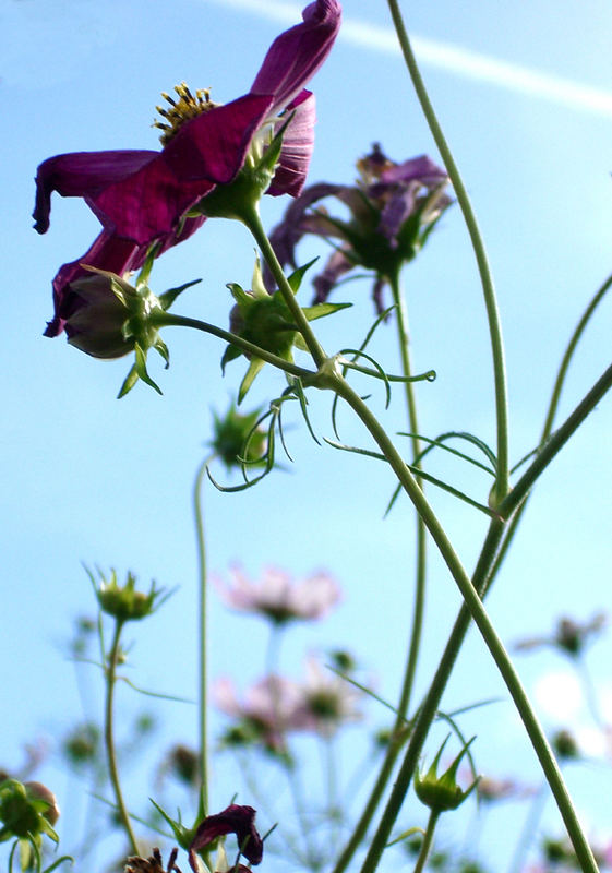 *blumenwiese*