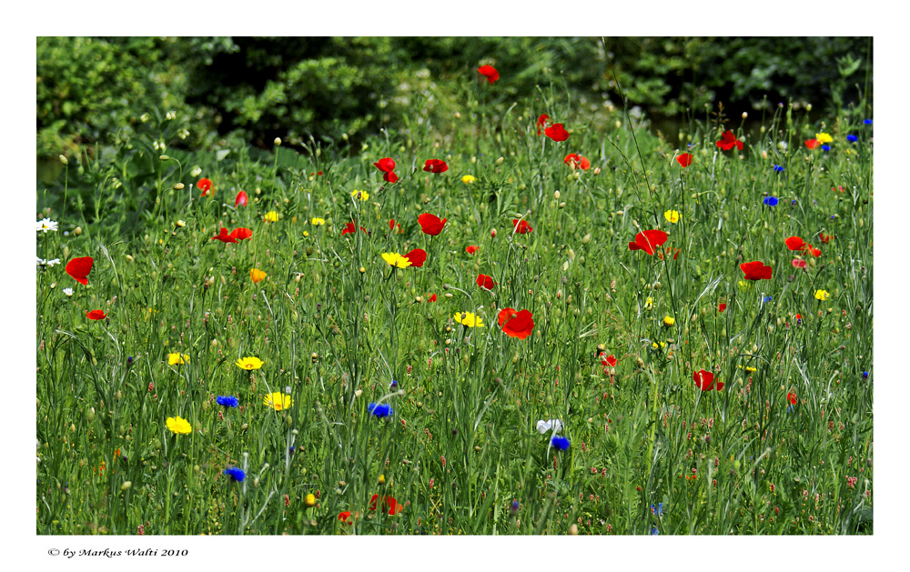 Blumenwiese