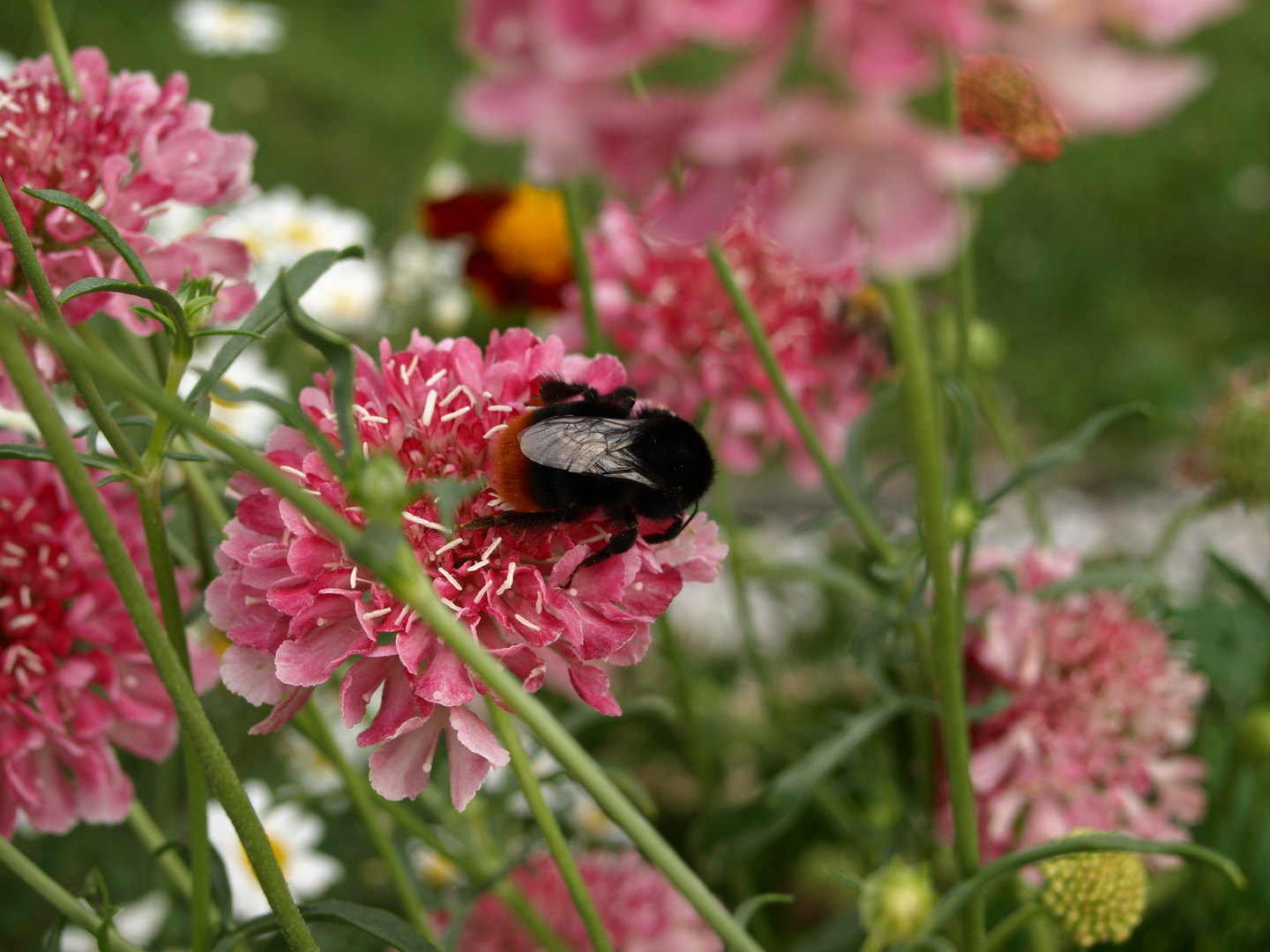 Blumenwiese