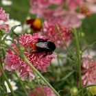 Blumenwiese