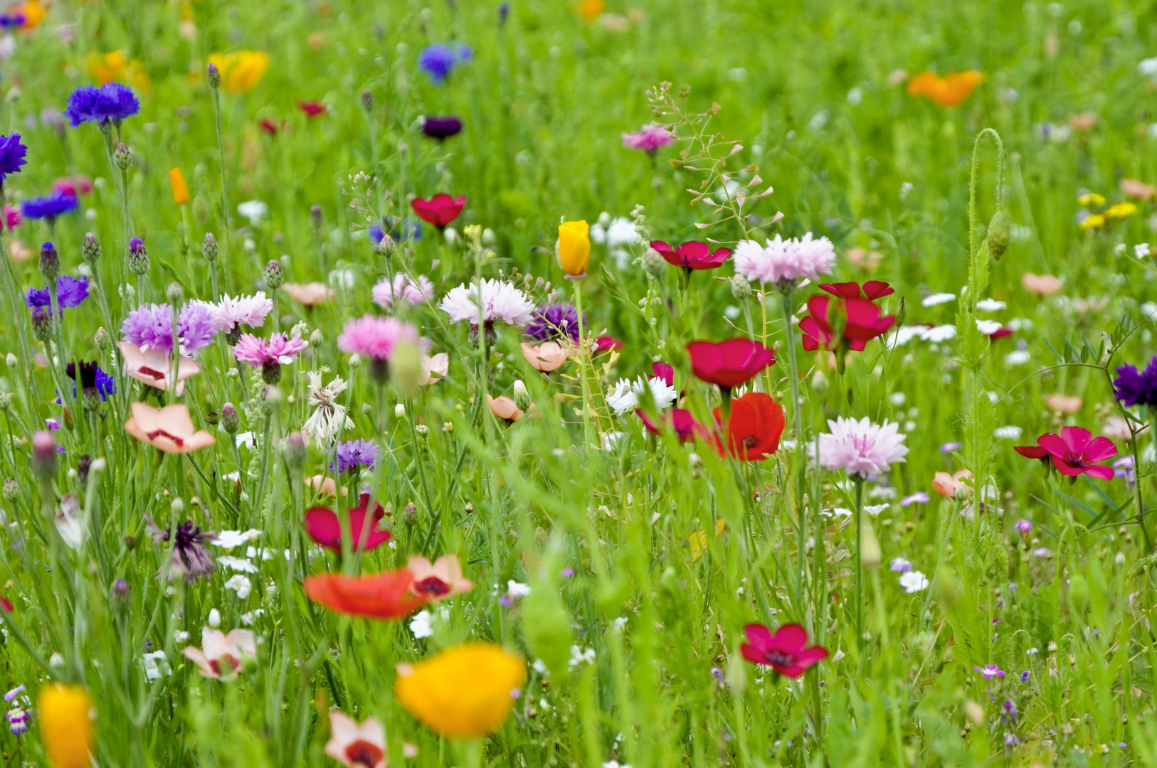 Blumenwiese Foto &amp; Bild | natur, pflanzen, harsewinkel Bilder auf ...