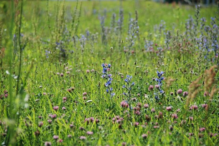 Blumenwiese