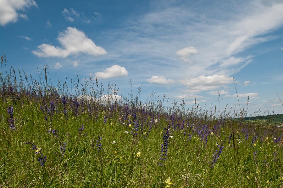 blumenwiese