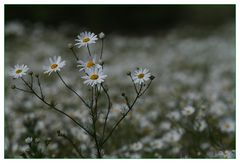 Blumenwiese 6