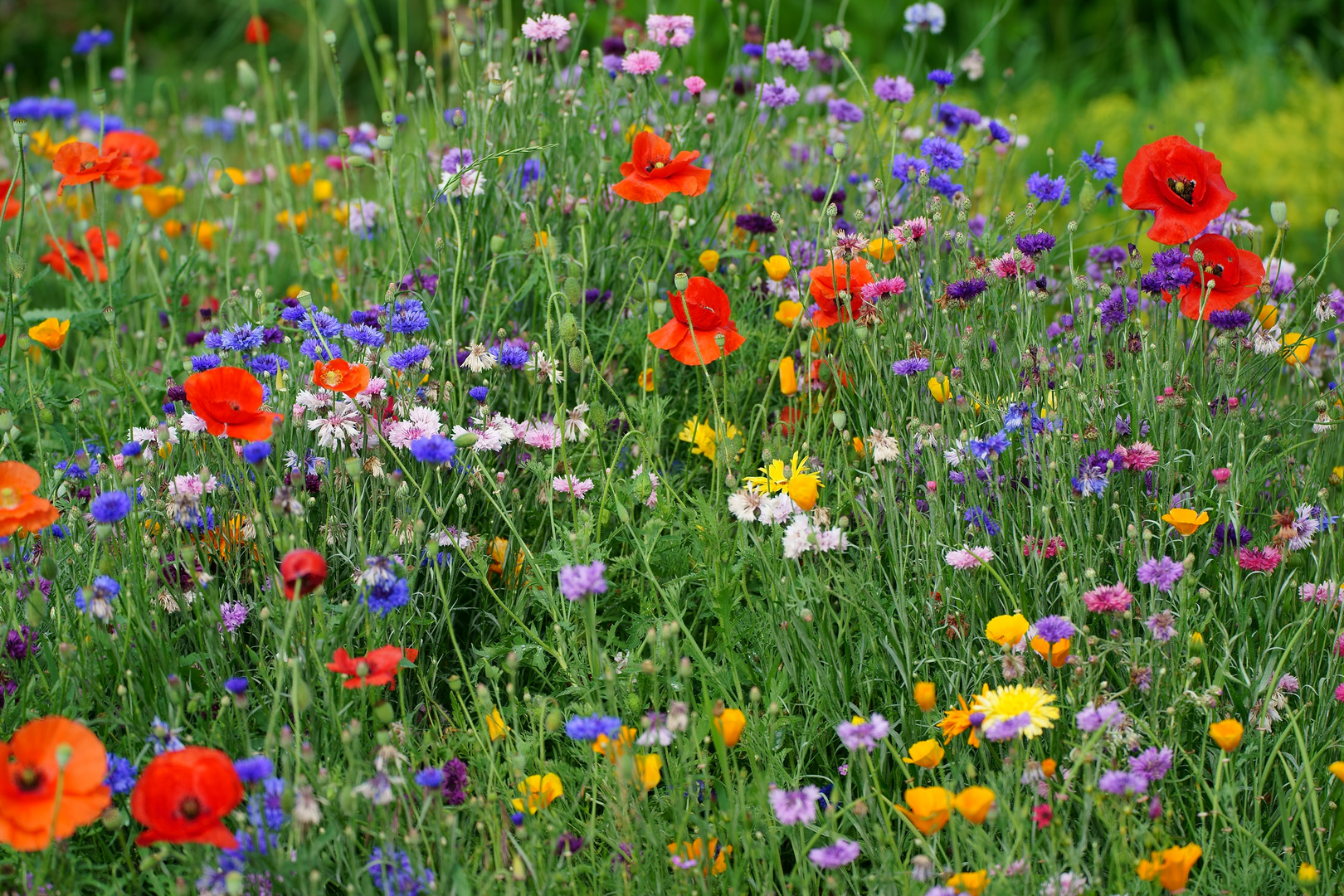 Blumenwiese Foto & Bild natur, pflanzen, pilze & flechten, landschaft