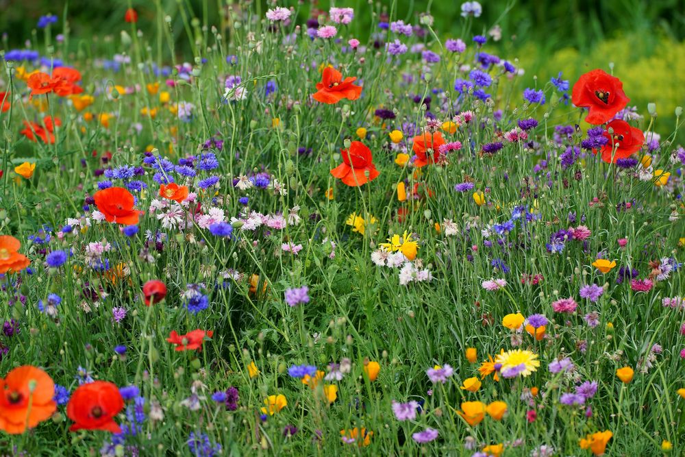 Blumenwiese Foto & Bild | natur, pflanzen, pilze & flechten, landschaft ...