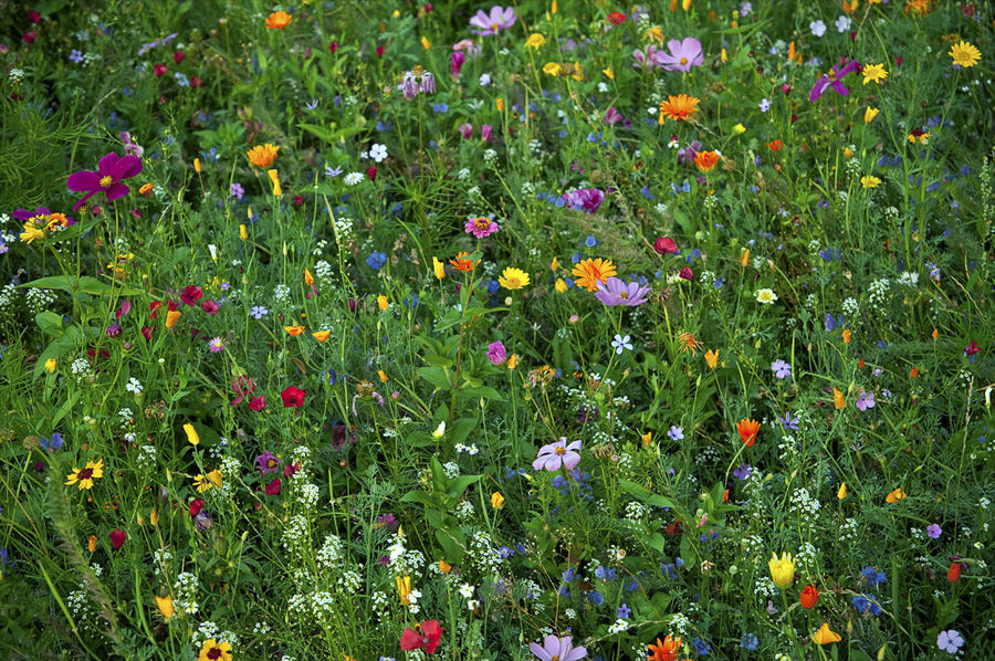 Blumenwiese