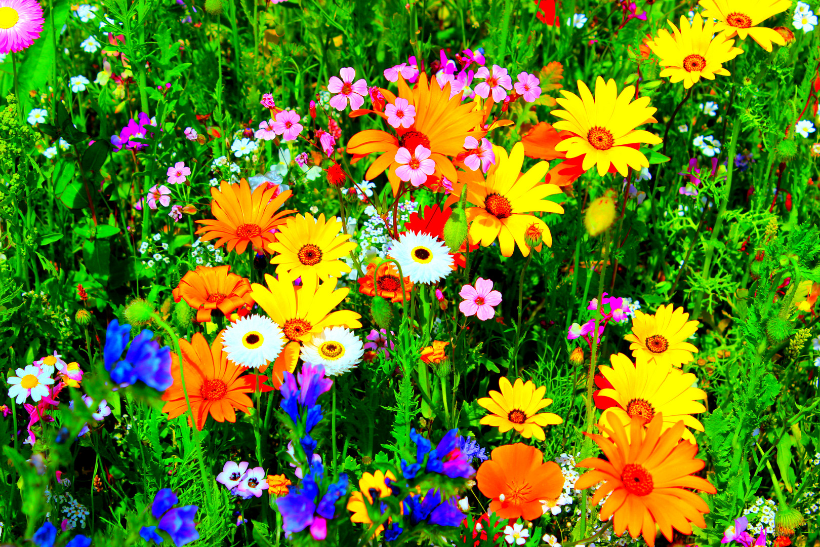 Blumenwiese Foto & Bild jahreszeiten, sommer, blumen Bilder auf