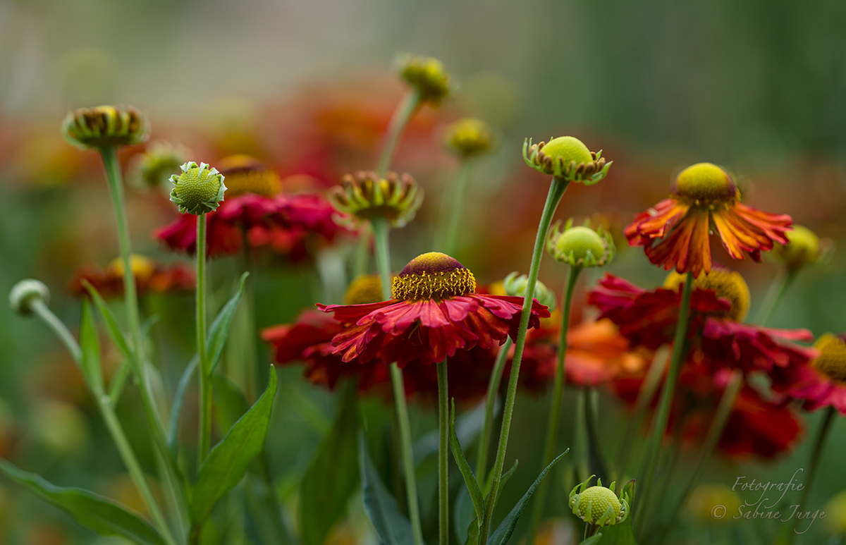 Blumenwiese