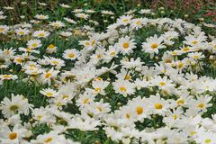 Blumenwiese 