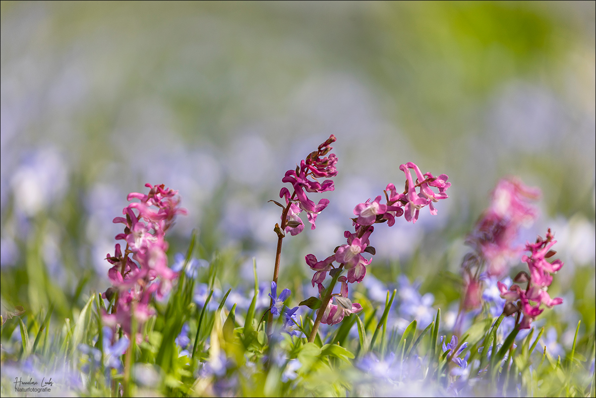 Blumenwiese