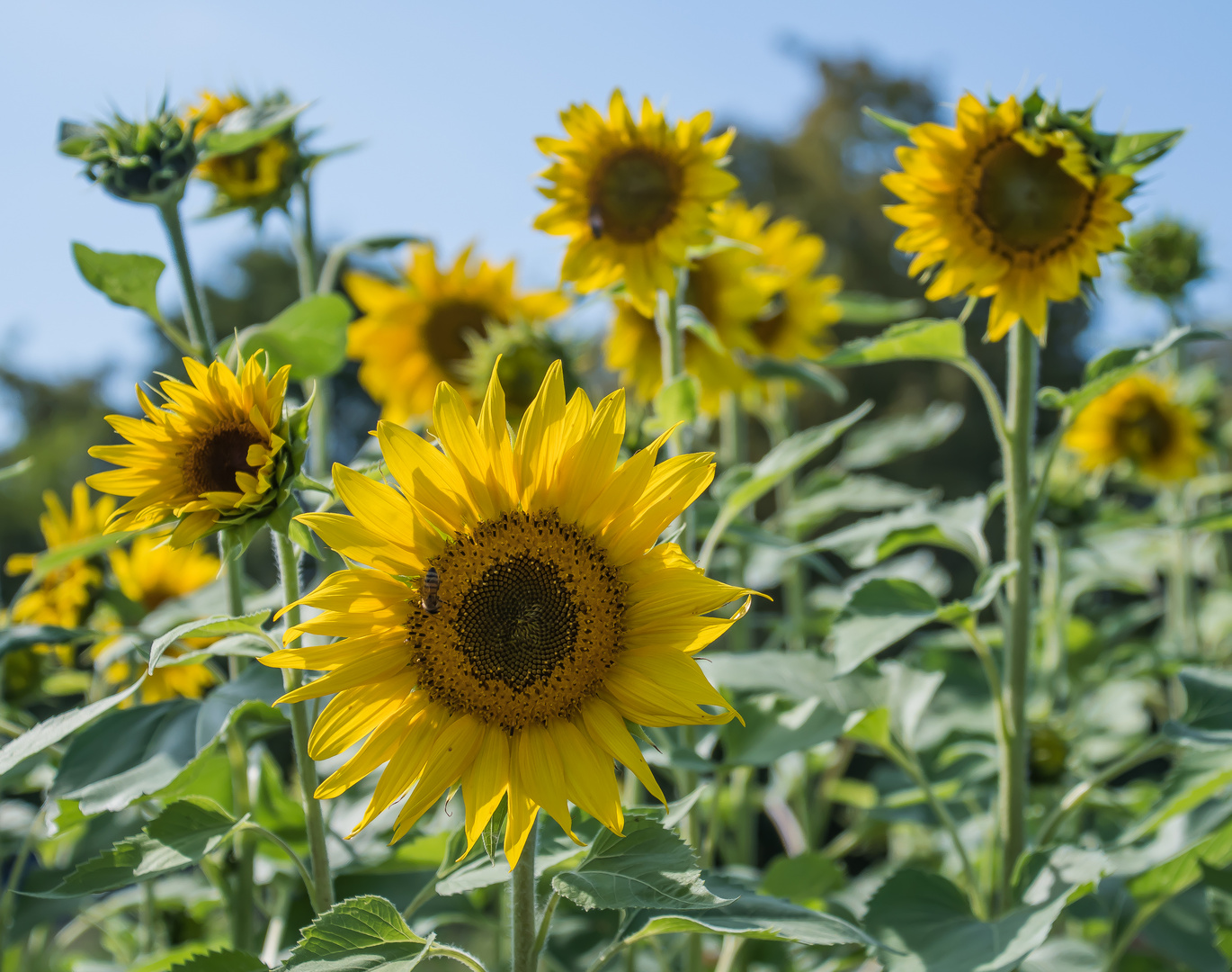 BLUMENWIESE