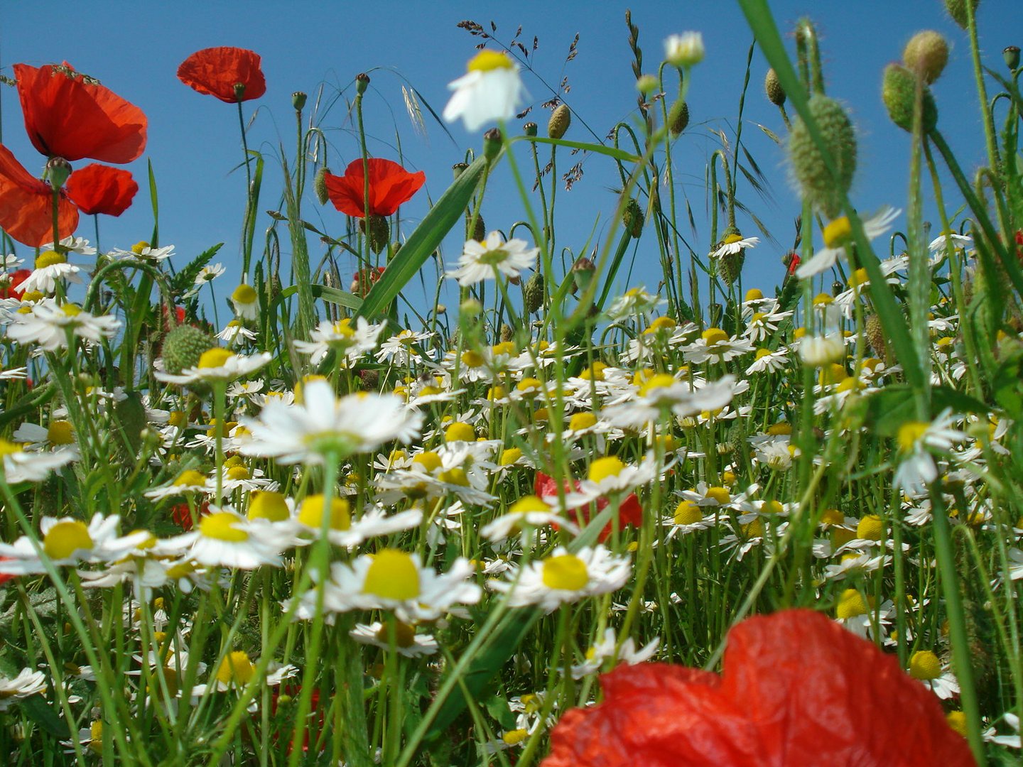 Blumenwiese