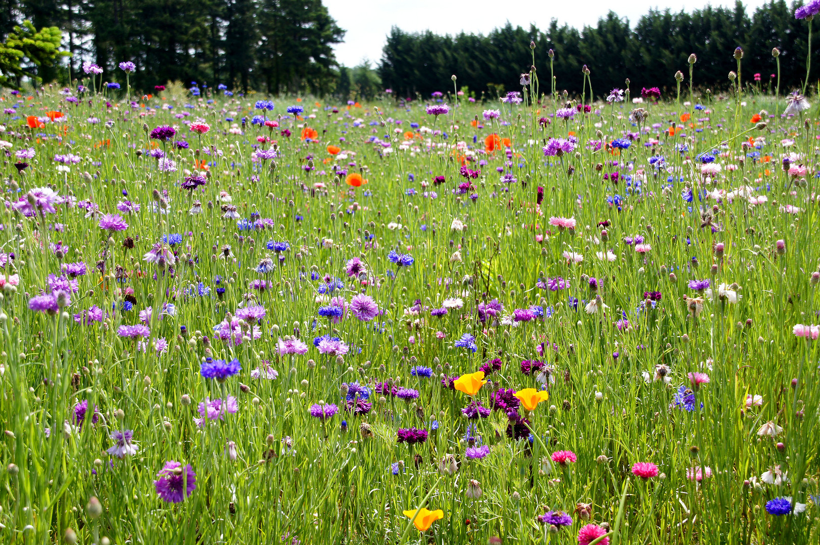 Blumenwiese Foto &amp; Bild | europe, france, pays de loire Bilder auf ...