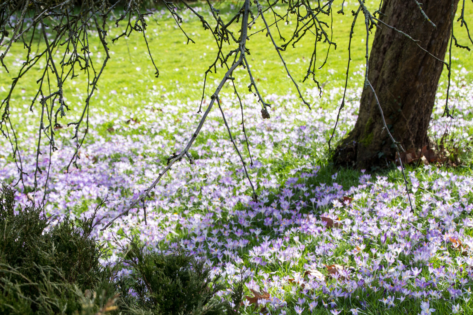 Blumenwiese Foto & Bild jahreszeiten, frühling, botanischer garten