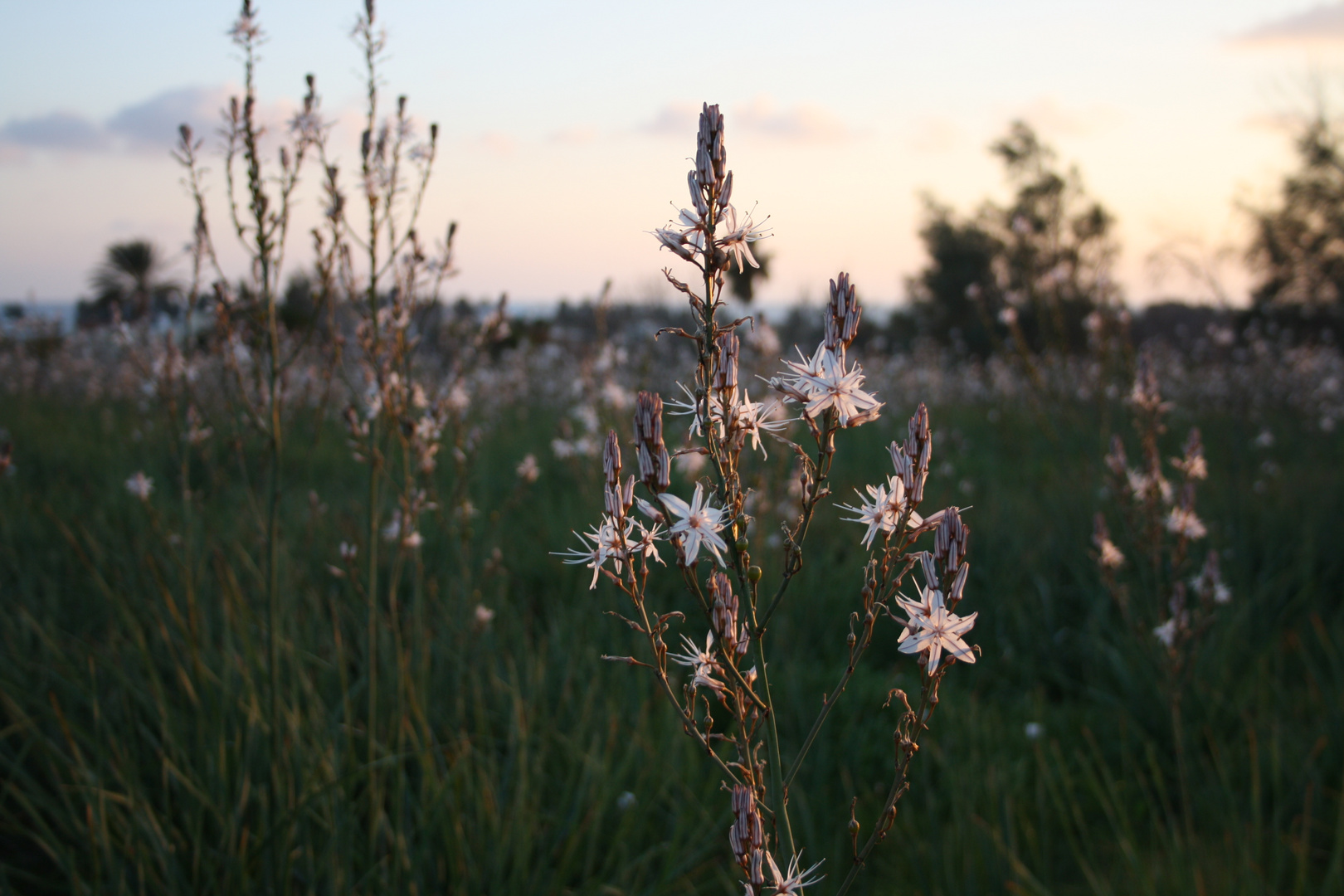 Blumenwiese