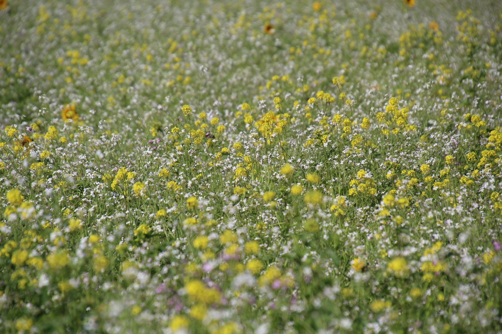 Blumenwiese