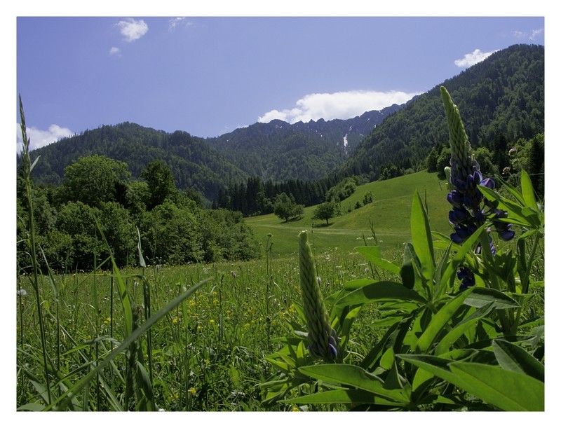 Blumenwiese Foto & Bild | landschaft, berge, natur Bilder auf fotocommunity