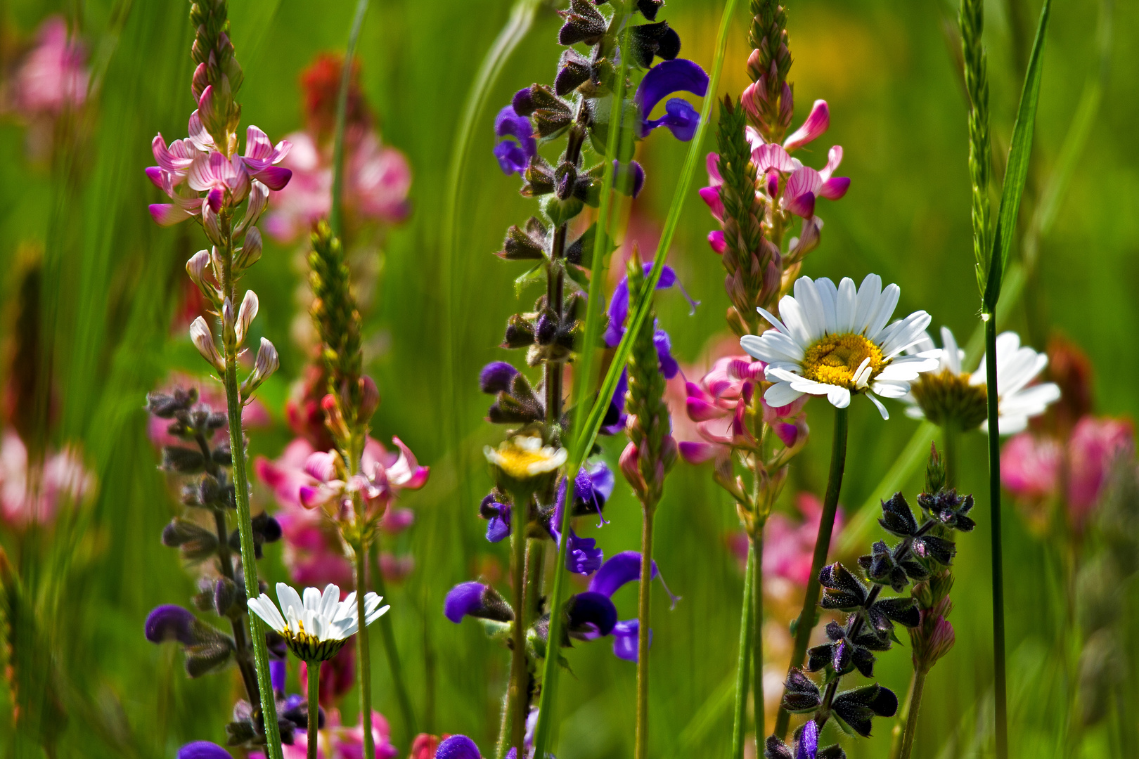 Blumenwiese