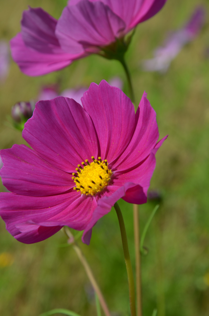 Blumenwiese