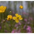 Blumenwiese