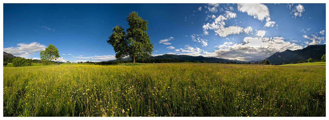 * BLUMENWIESE *