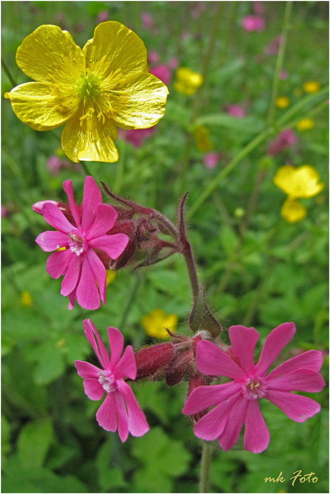 Blumenwiese