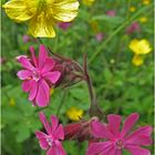 Blumenwiese