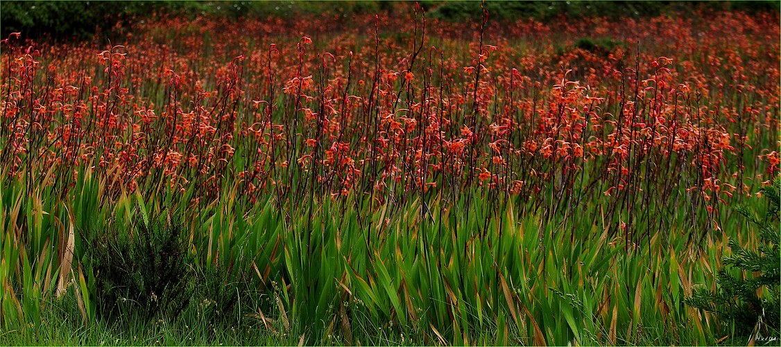 Blumenwiese