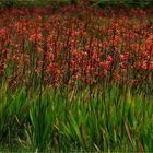 Blumenwiese