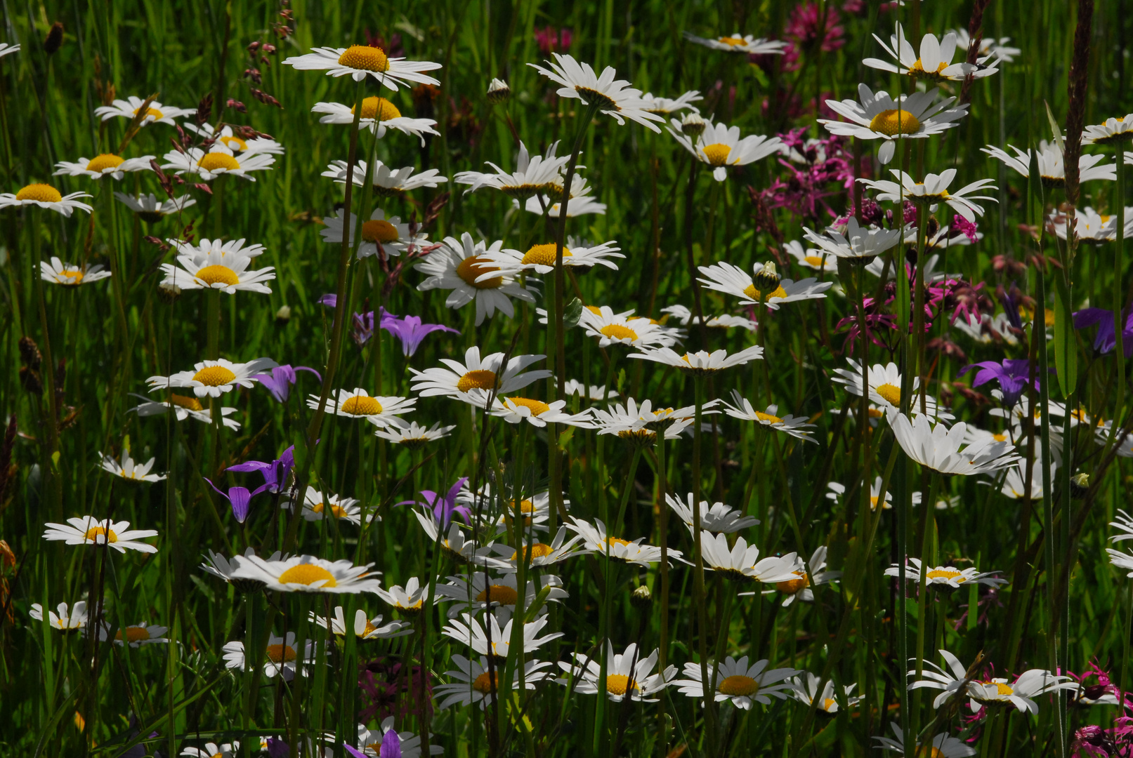 Blumenwiese