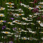 Blumenwiese