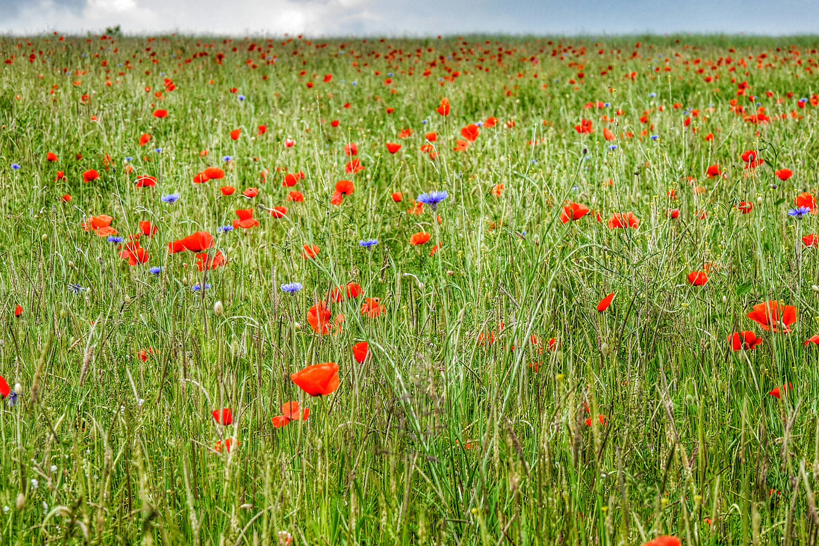 Blumenwiese