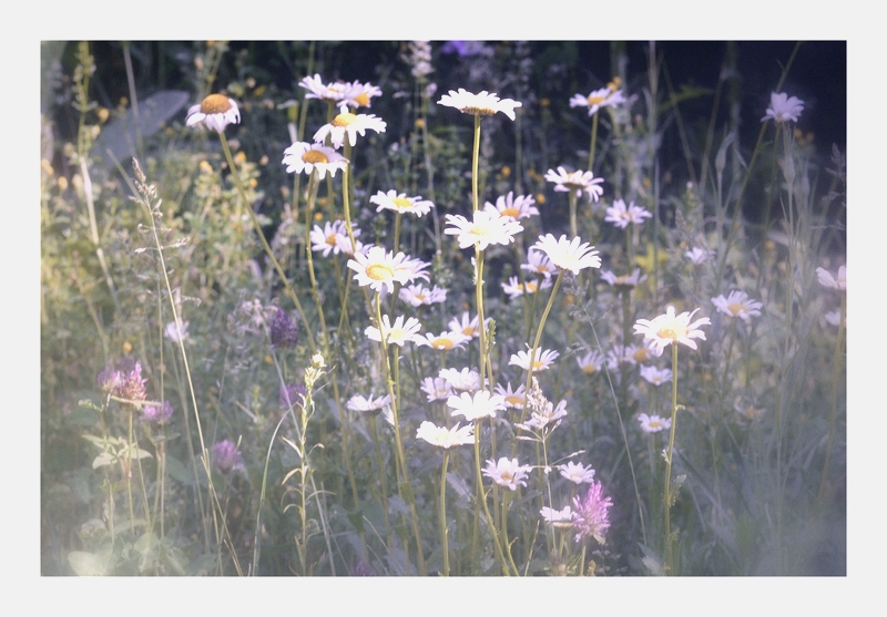 blumenwiese, 7