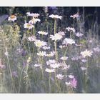 blumenwiese, 7