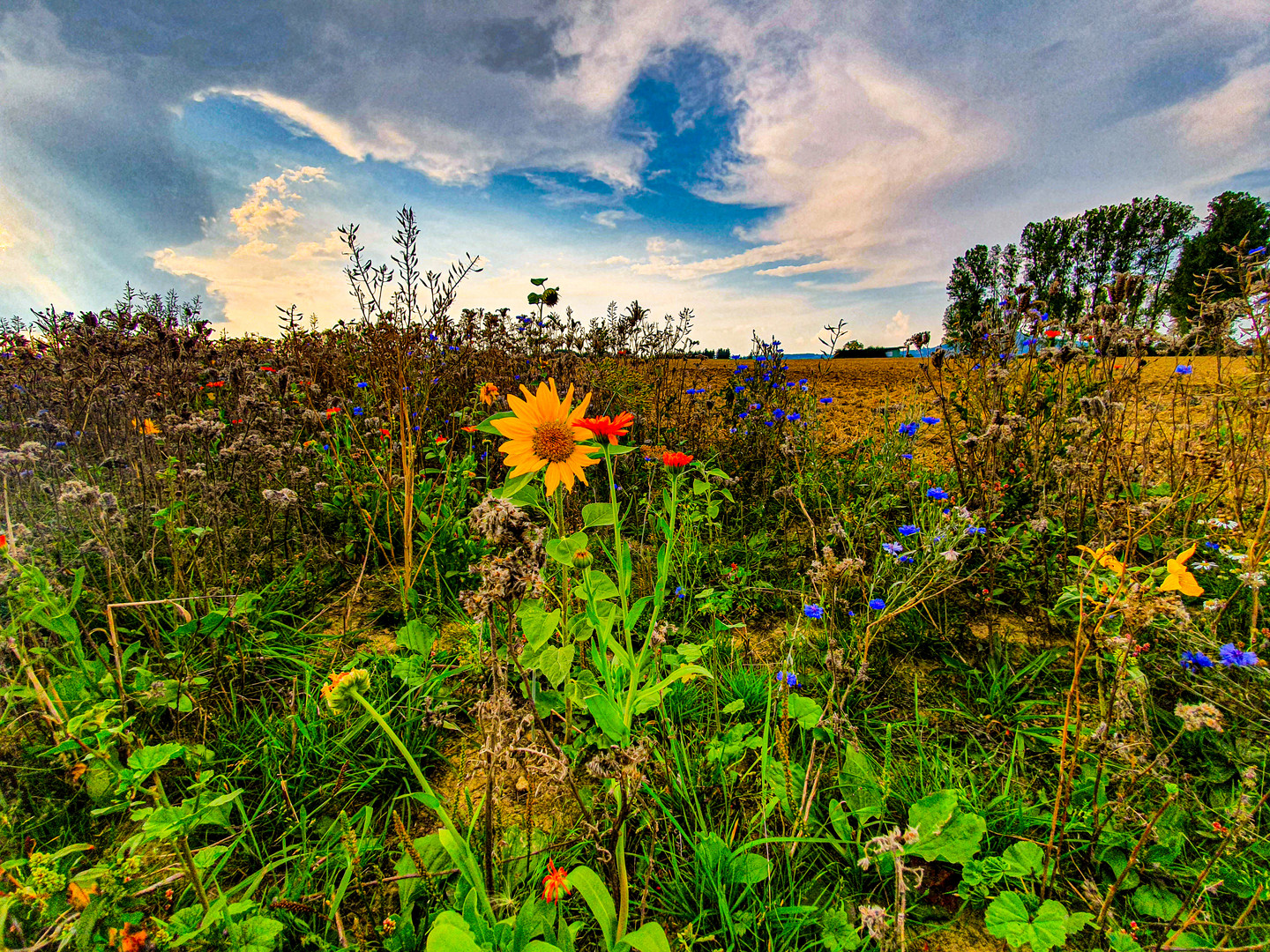 Blumenwiese