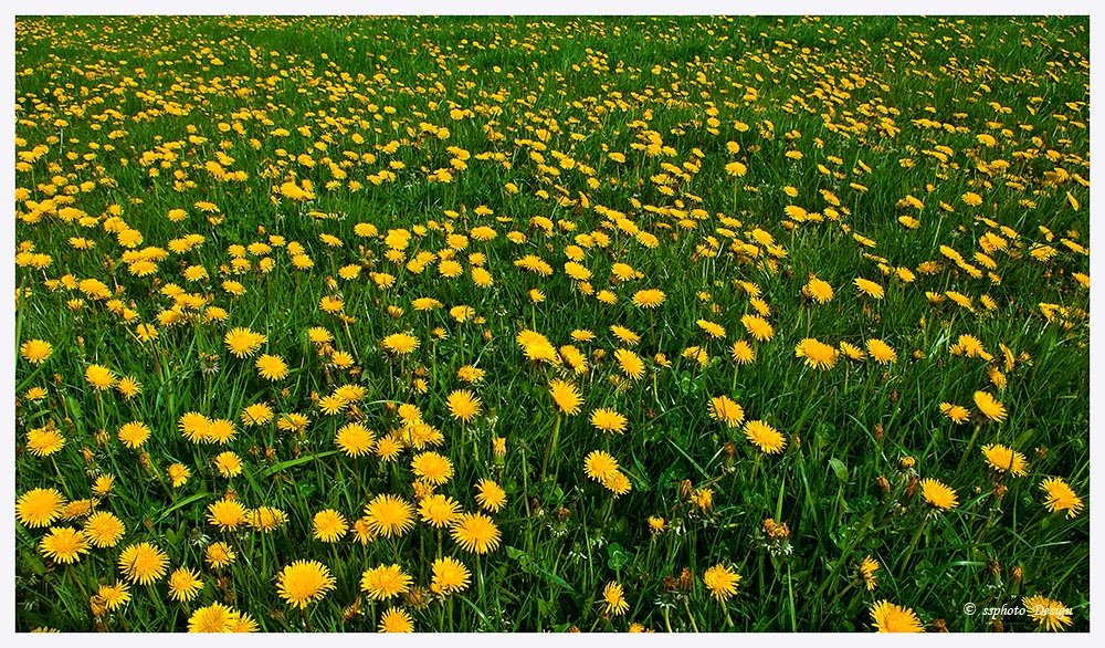 Blumenwiese