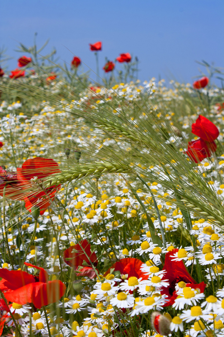 Blumenwiese