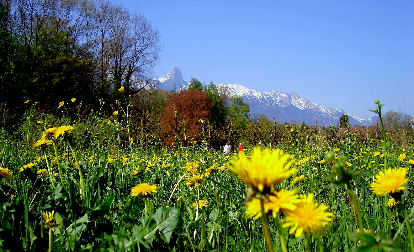 Blumenwiese