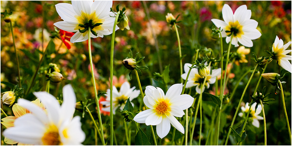 Blumenwiese