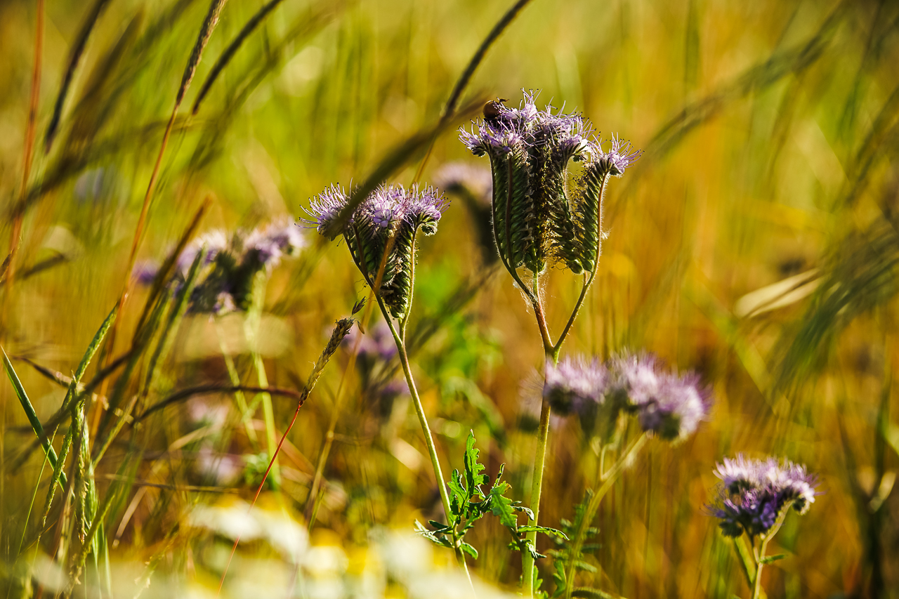 Blumenwiese