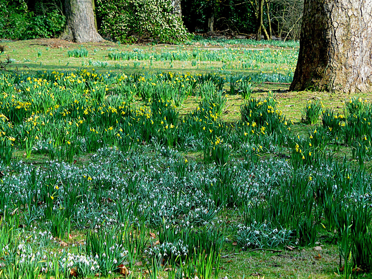 Blumenwiese