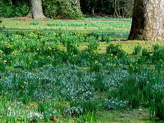 Blumenwiese