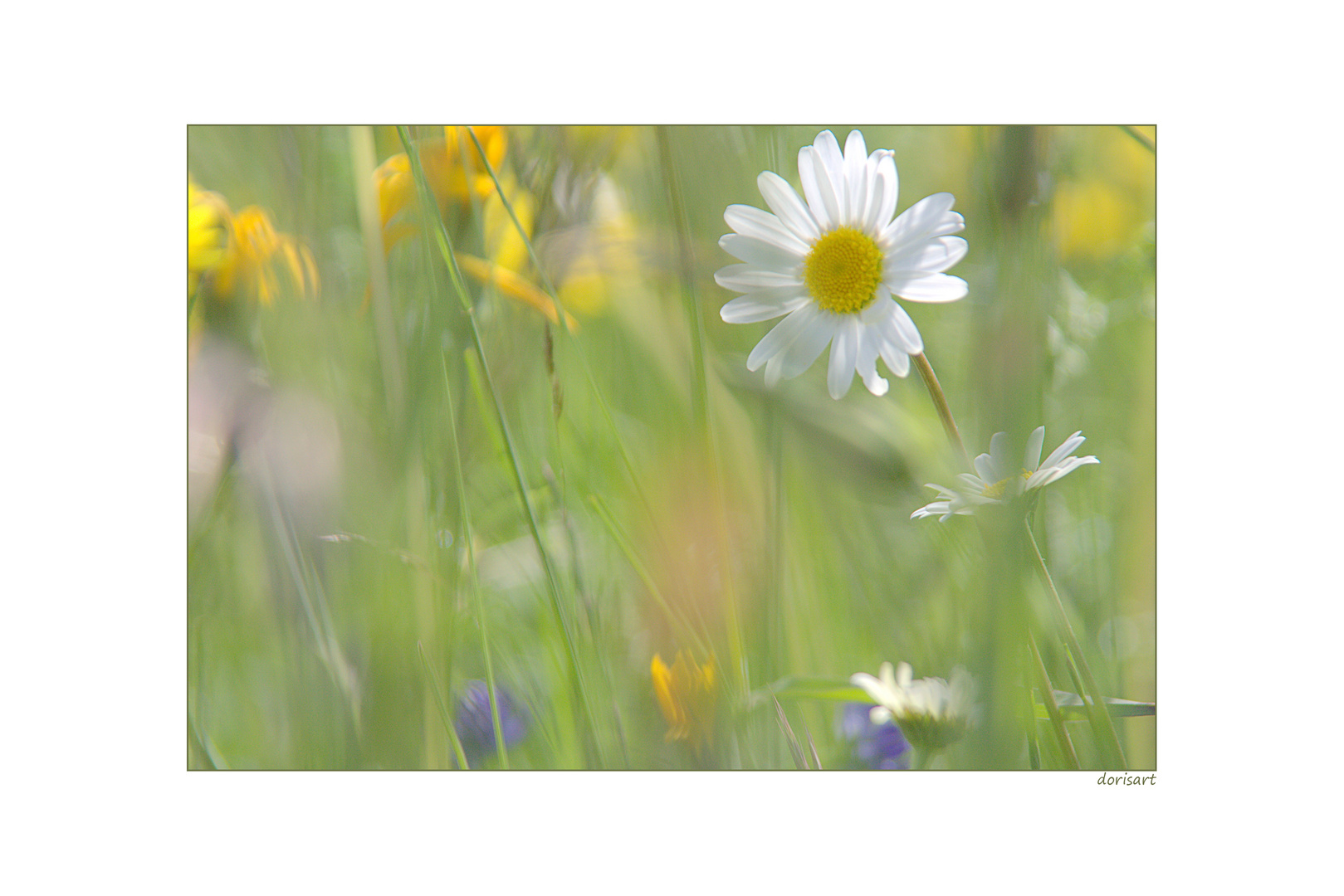 Blumenwiese