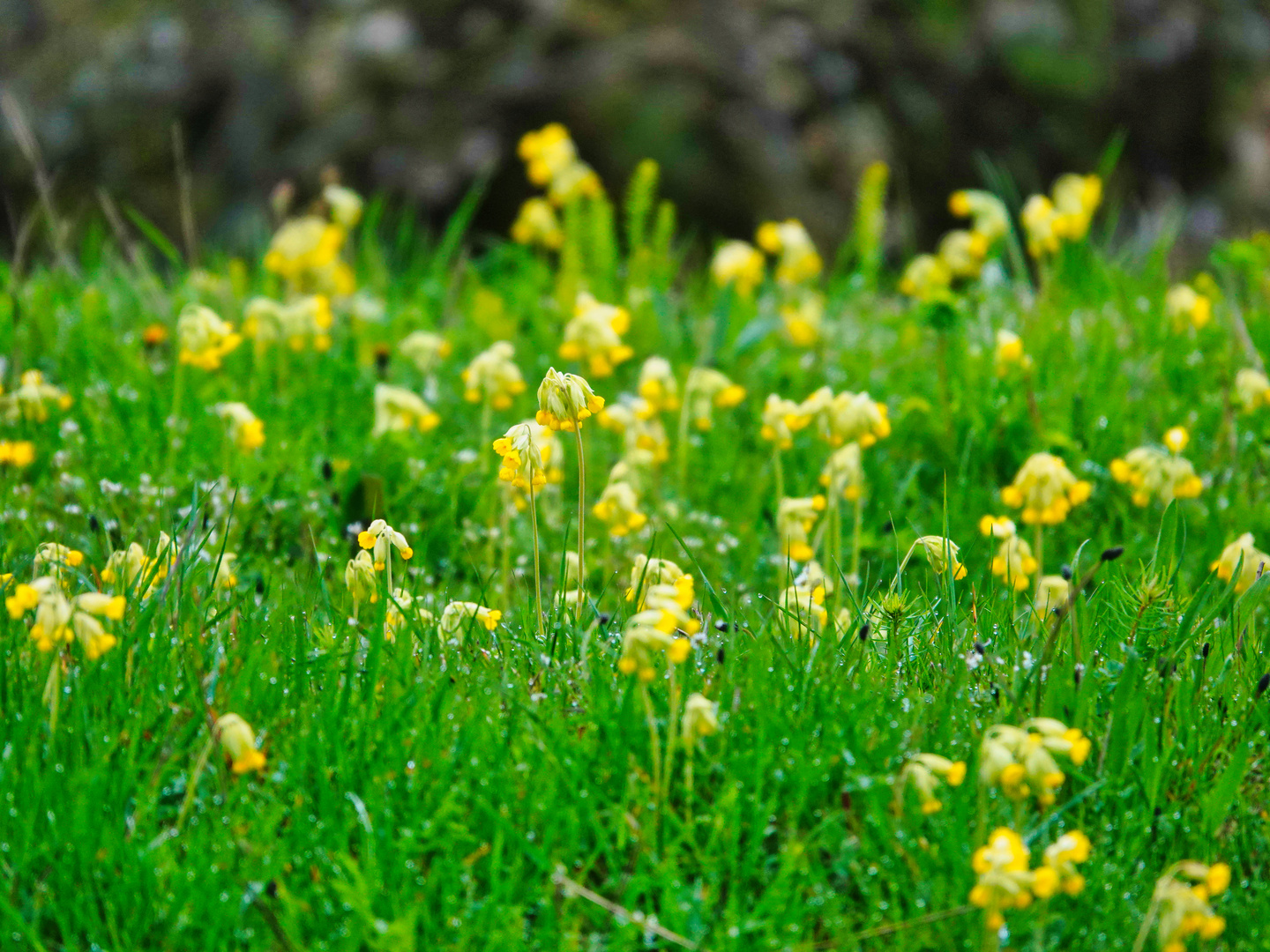 Blumenwiese 