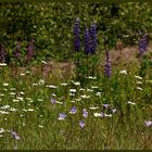 Blumenwiese