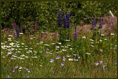 Blumenwiese