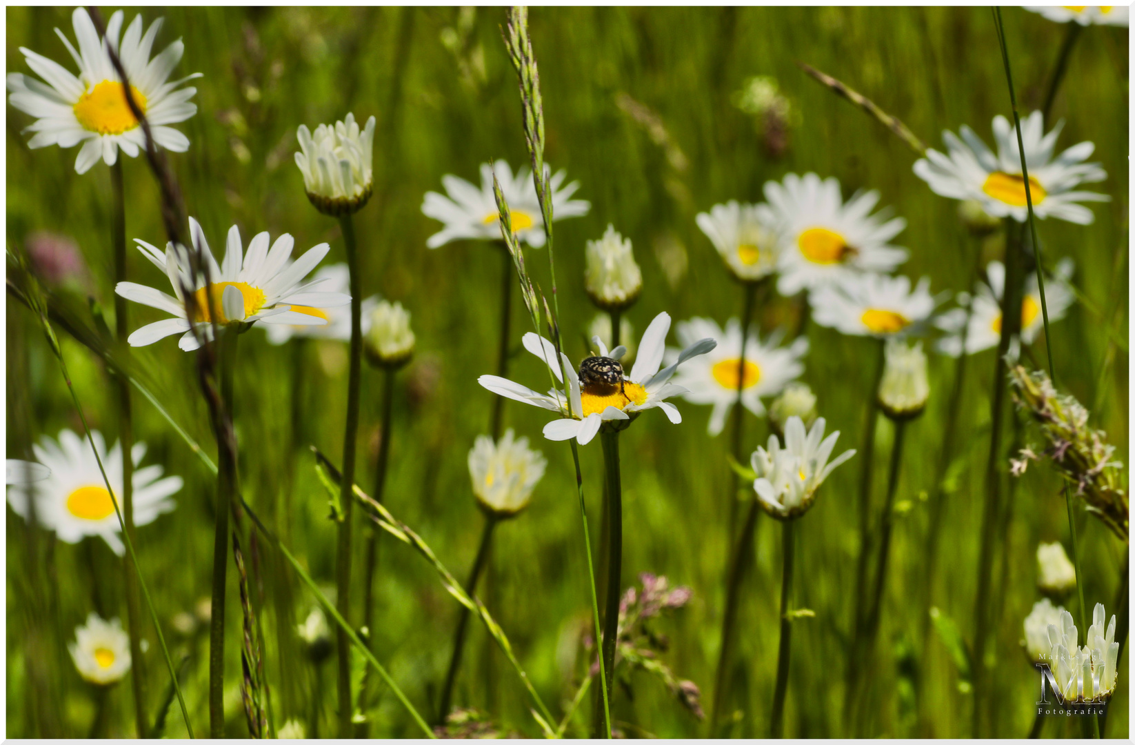 Blumenwiese